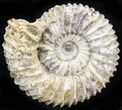 Pavlovia Ammonite Fossil - Siberia #29765-1